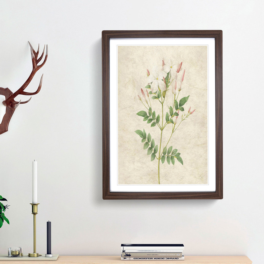 Spanish Jasmine Flowers by Pierre-Joseph Redoute - Picture Frame Painting Print