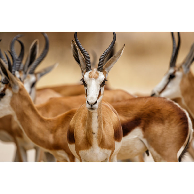 Portrait Of A Springbok by Henk Bogaard - Wrapped Canvas Print, 30cm H x 46cm W