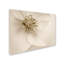 « hellebore christmas rose », reproduction de photo sur toile tendue-32708960