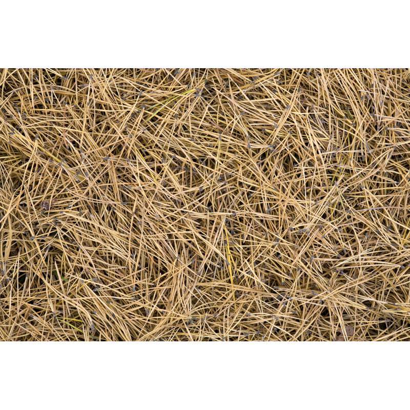 Pine Tree Needles par Vkph - Photographie sur toile tendue, H 8 po x l 12 po
