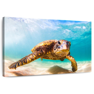 Tortue hawaïenne Crowle