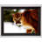 Florida Panther In The Snow - Single Picture Frame Print-97386710
