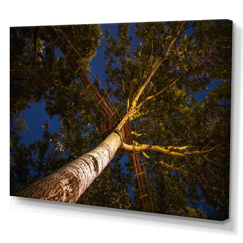Faible angle de vue des arbres avec une allée - reproduction sur toile, Toile tendue, H 12 po x l 20 po