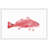 " Red Fish " by Andrew Clay-20586169