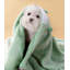 Couvertures pour chiens-99210981