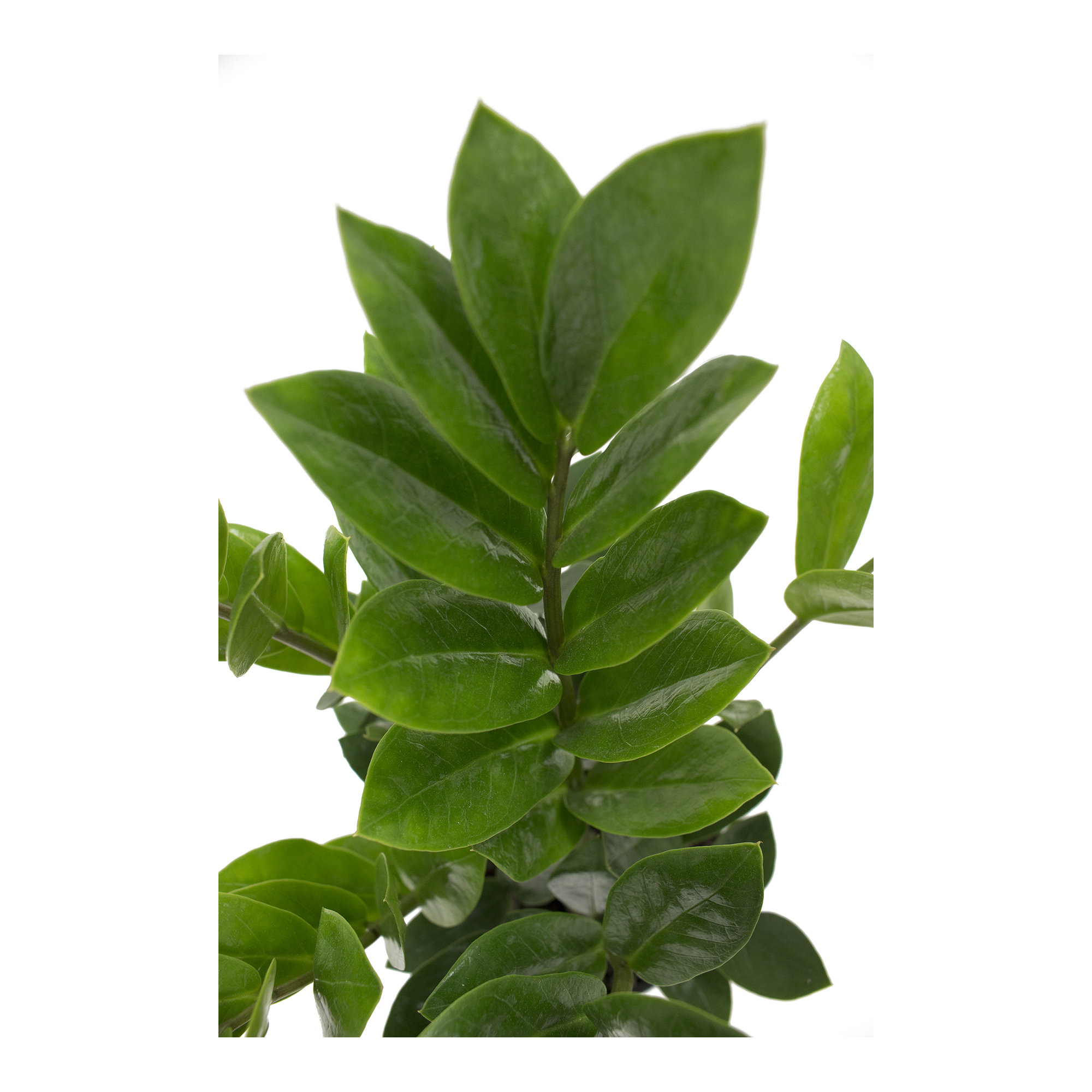 Costa Farms Indoor ZZ Plant Zamioculcas Zamiifolia House Plant in 10-inch Nursery Pot