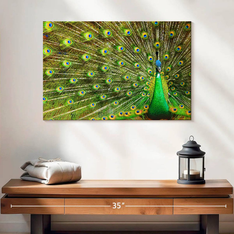Brampt exhibant des plumes de paon, H 16 po x l 24 po