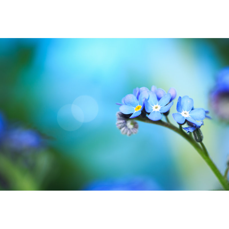 Forget Me Not Flower by Borchee - Wrapped Canvas Print, 20cm H x 30cm W