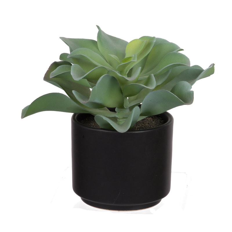 Dudelya succulent en pot