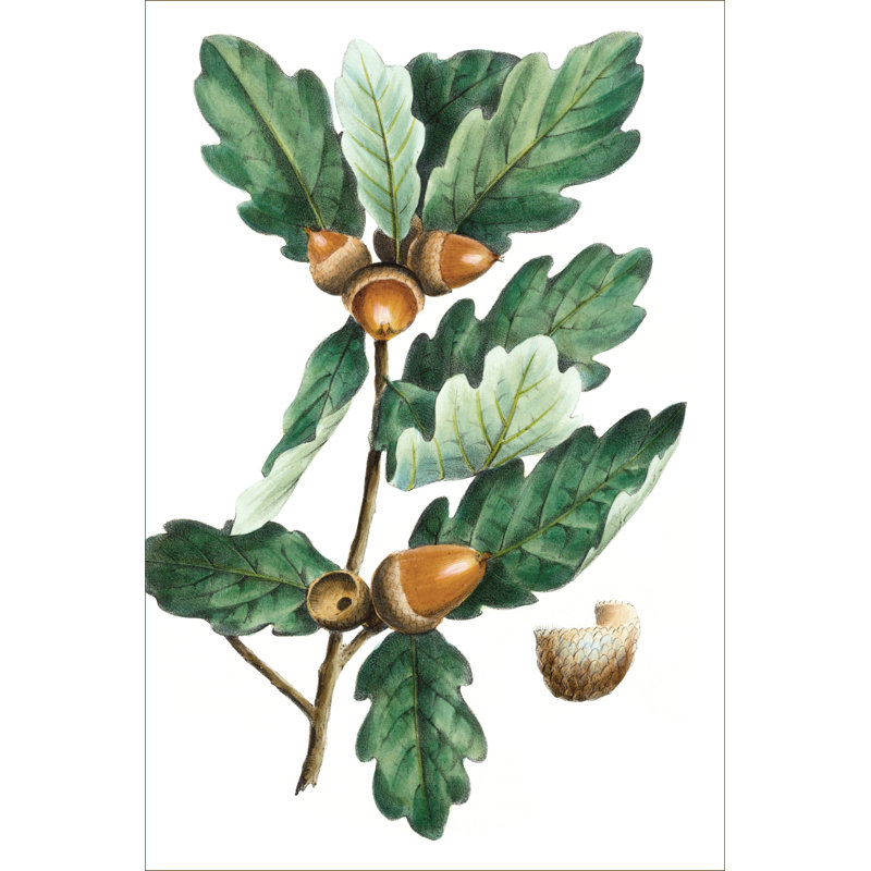 Douglas Oak - Graphic Art, 76 cm H x 51 cm W, Wrapped Canvas