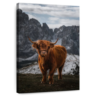 Scott Brown Highland Cow