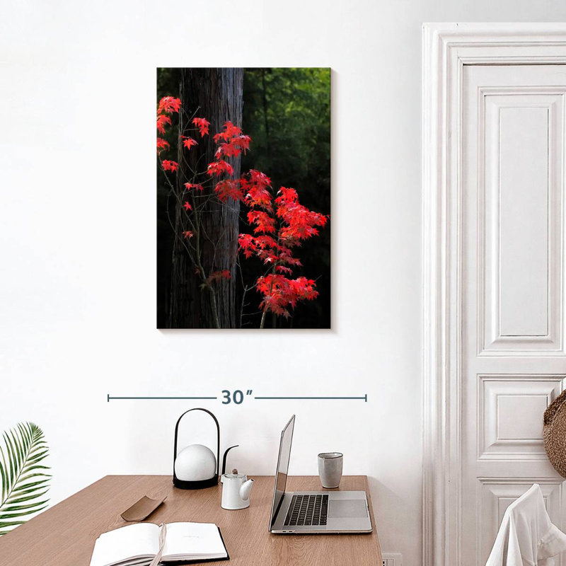 Harnek Japanese Maple Autumn, 30" H x 20" W