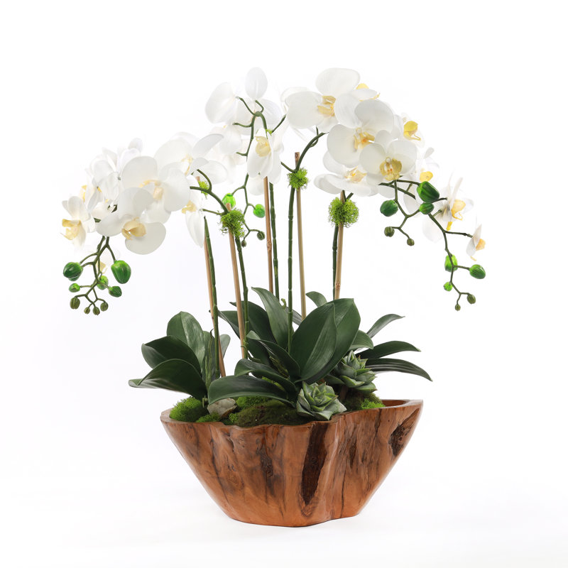 White Phalaenopsis Orchid Arrangement in Rustic Teak Planter