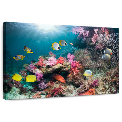 Andaman Sea Life