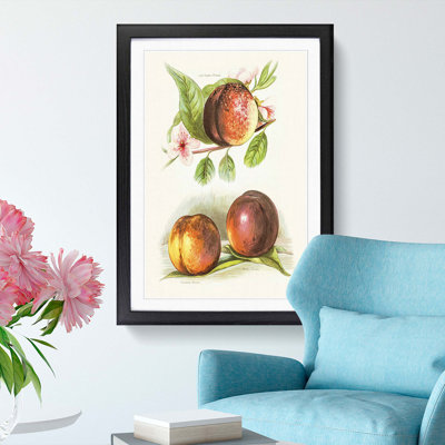 Vintage Illustrations of Peaches - Framed Print
