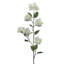 Bougainvillée 47 po UV Floridian