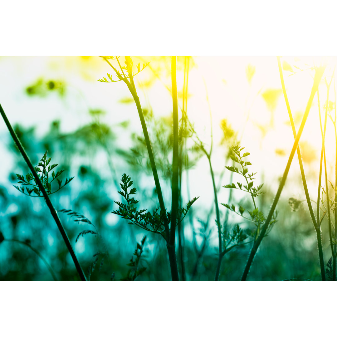 Silhouette der Wildblumen von Pawel Gaul - Leinwanddrucke auf Leinwand