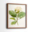 Impression encadrée MagnoliaFlowersI-Premium - prête à être accrochée - aucun clou requis - aucun clou requis-947790167-947790168