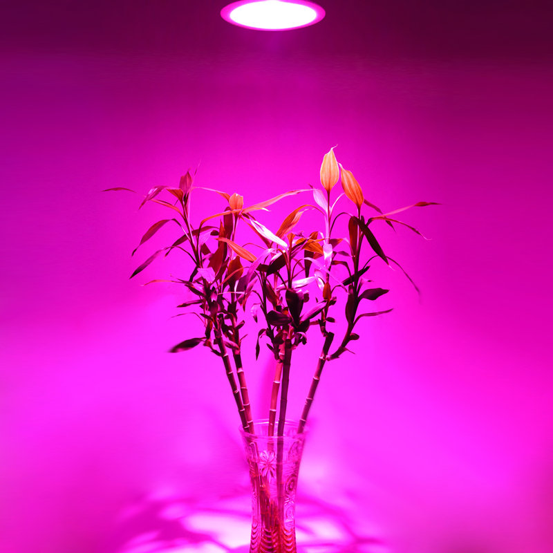 Lampe horticole DEL à spectre complet pour la culture hydroponique en intérieur