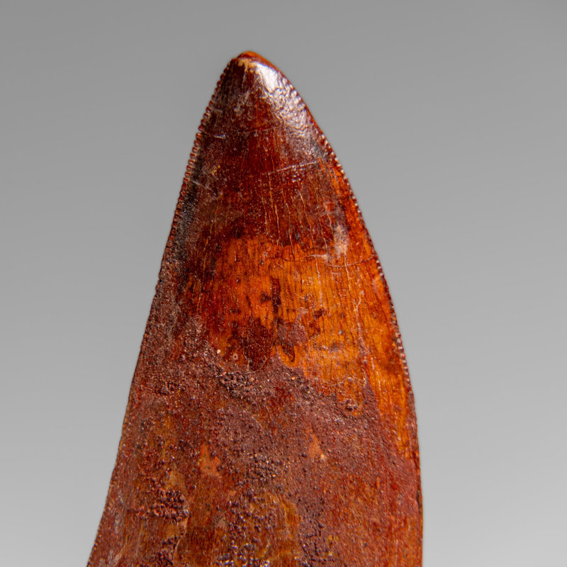 Genuine Natural Carcharodontosaurus Dinosaur Tooth In Display Box