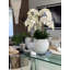 Phalaenopsis Orchid Floral Arrangement in Pot-1766237168