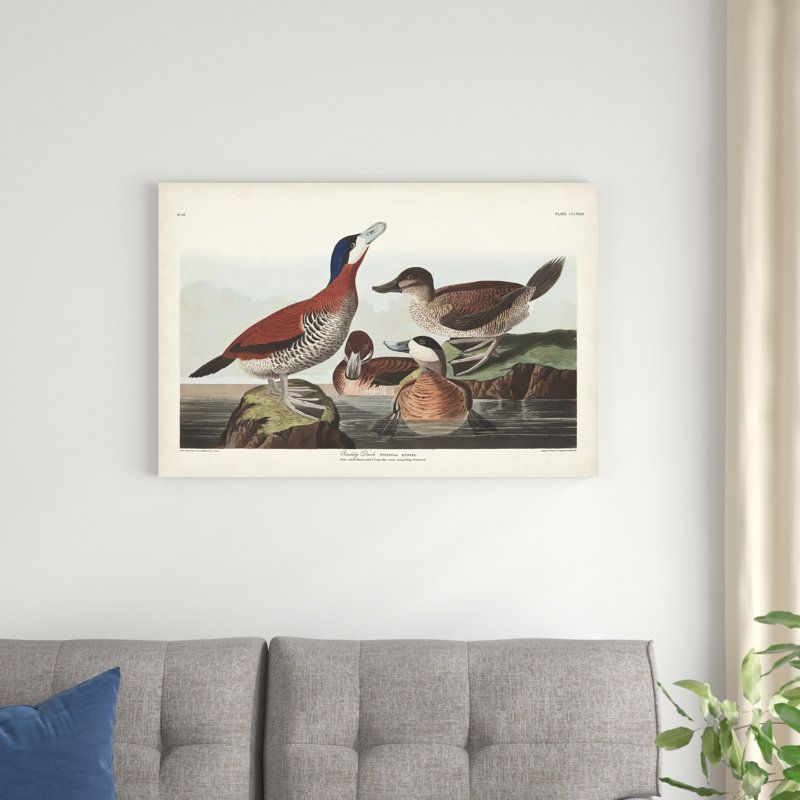 Pl 343 Ruddy Duck, H 24 po x l 36 po