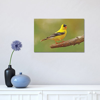 " Gold Finch " by Brian Wolf