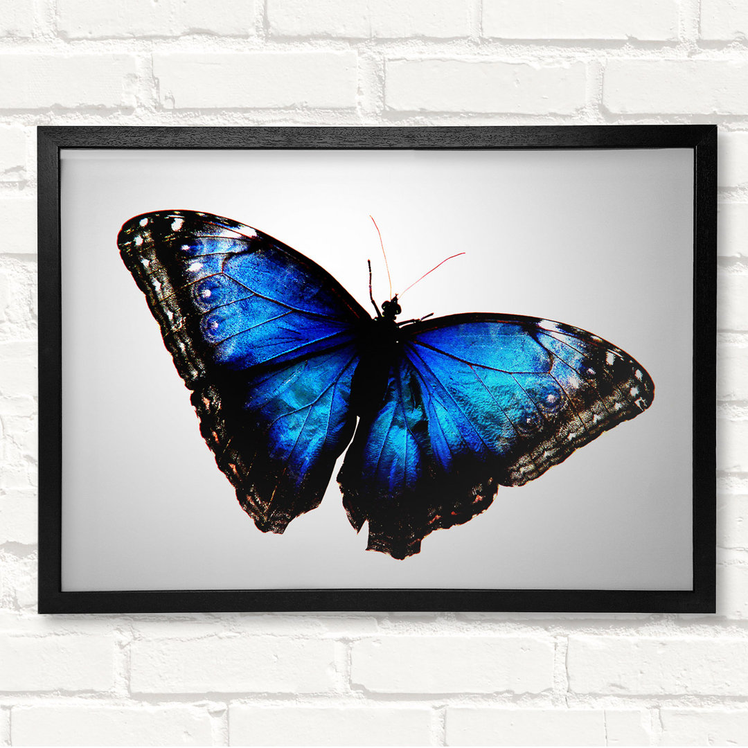 Diamond Blue Butterfly Wings Gerahmter Druck