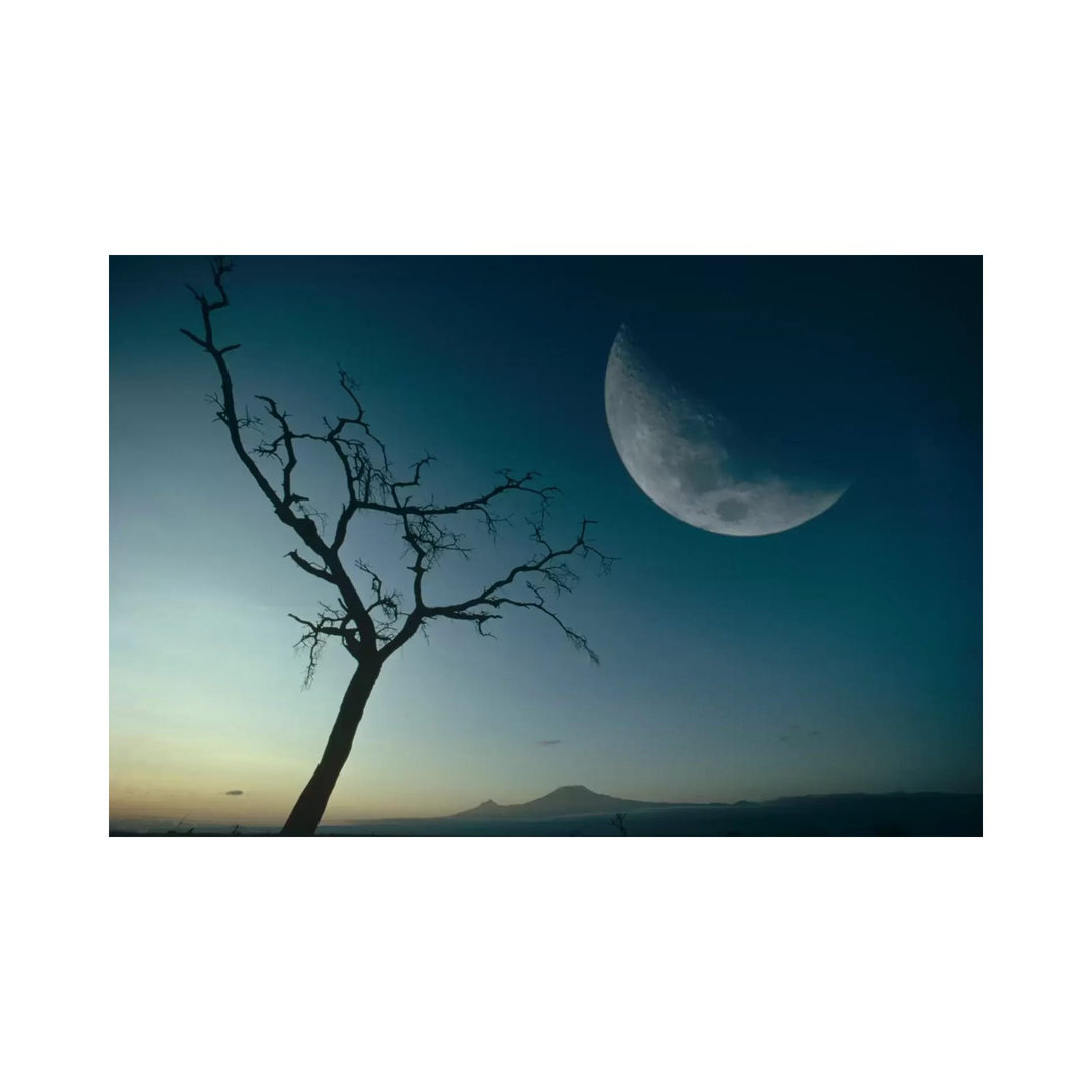 Whistling Thorn And Moon, Amboseli National Park, Kenya by Gerry Ellis - Wrapped Canvas Print