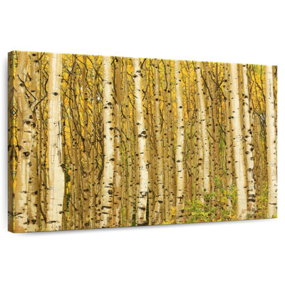 Alvord Golden Aspen Forest