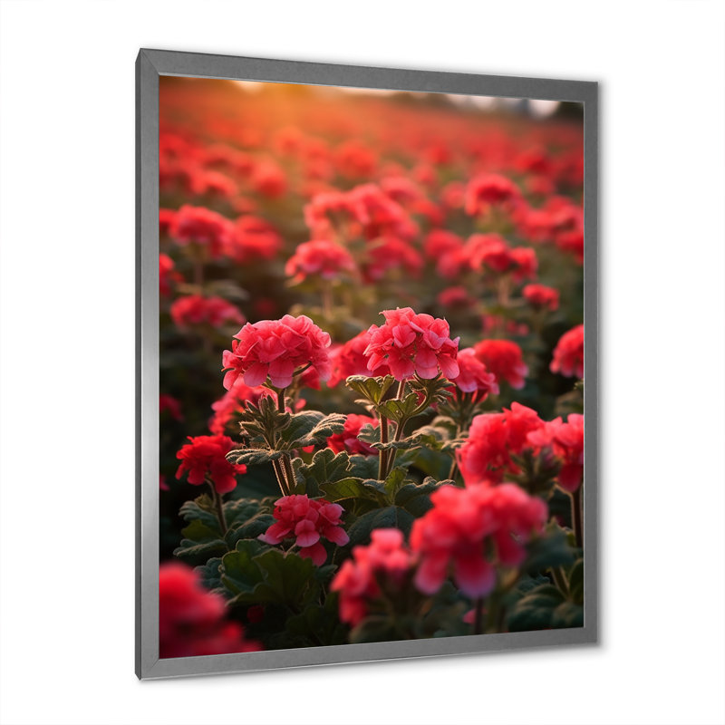 Photo Og Geraniums Field II sur toile, H 20 po x l 12 po x P 1 po, Cadre simple argenté