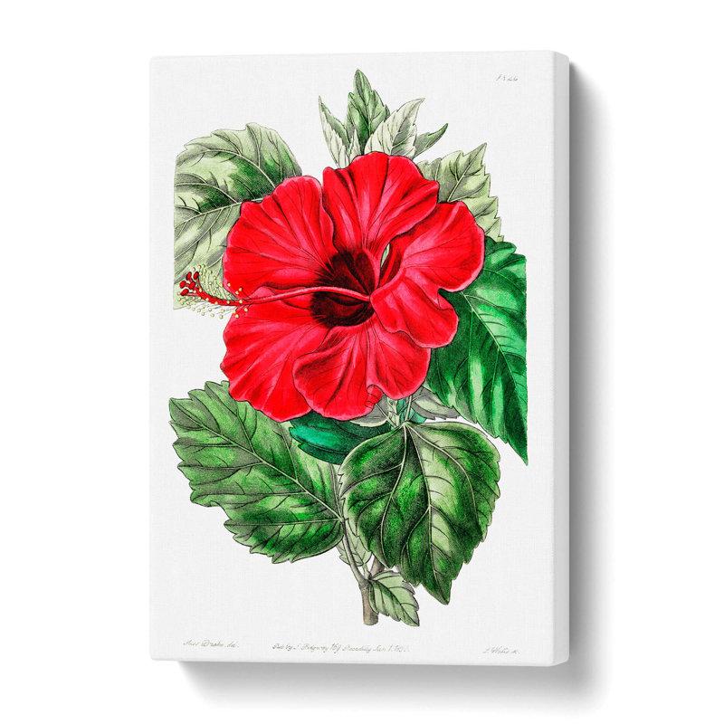 Red Chinese Rose - Wrapped Canvas, 61 cm H x 40.6 cm W
