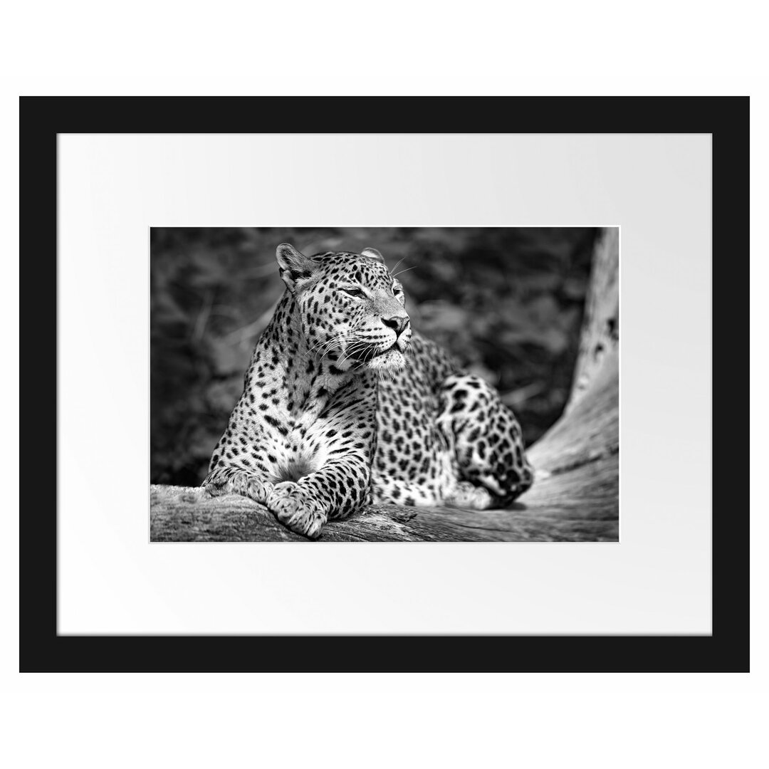 Gerahmtes Poster Leopard in der Natur