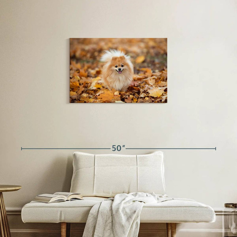 Spitz allemand Brampt sur une promenade d'automne, H 20 po x l 30 po
