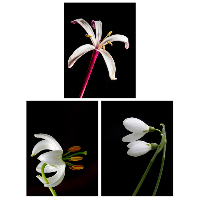 Macro Photo Flower Bloom Petal Anther And Stem Photography On Black - 3 Piece No Frame Print Set, 29.7cm H x 21cm W x 0.4cm D