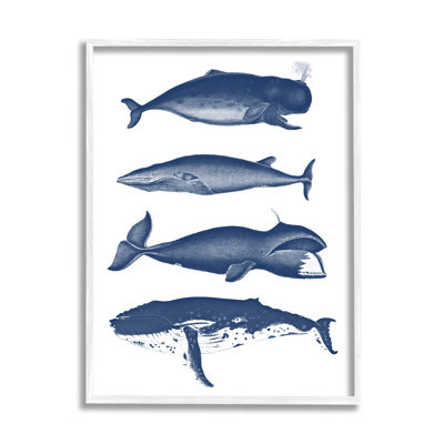 Divers types de baleines