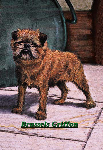 « standard bruxelles griffon bruxellois champion », impression