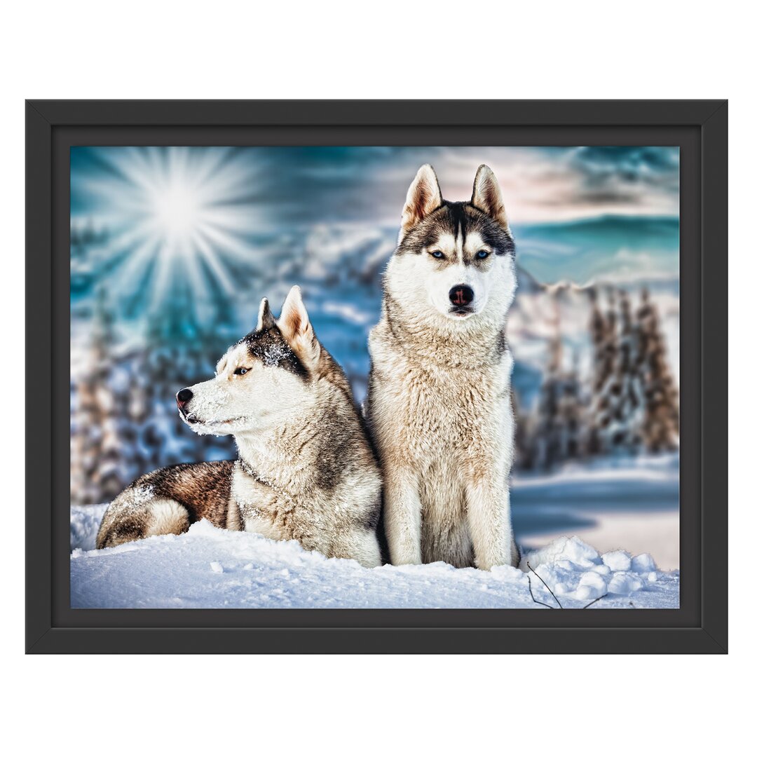 Gerahmtes Wandbild Zwei wilde Huskies