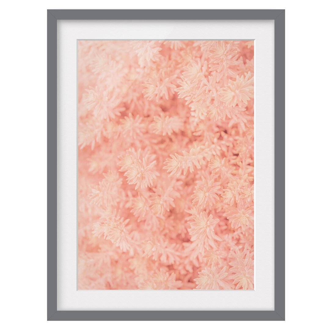 Gerahmter Fotodruck Pink Rosemary