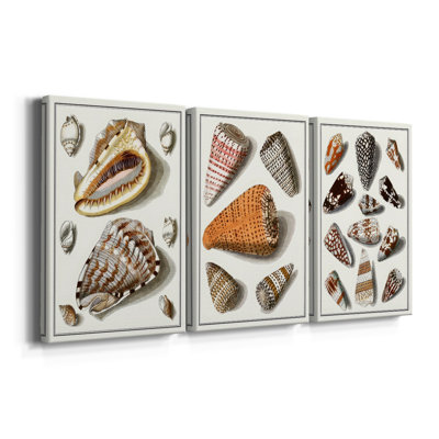Collected Shells IV  -Custom Wrapped Gallery Canvas - 3 Pieces