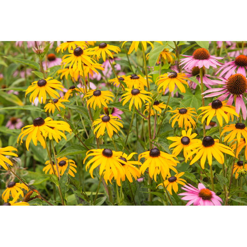 Orange orange, Rudbeckia Fulgida, photographie sur toile tendue, H 8 po x l 12 po