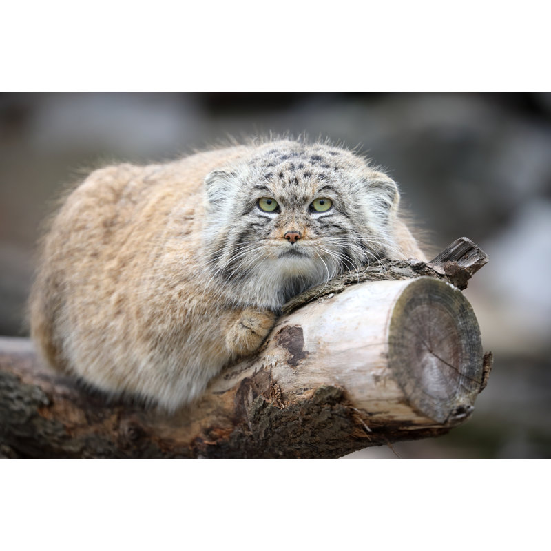 Manul in Zoo by Antagain, 32" H x 48" W