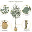Arbre d'eucalyptus artificiel 6 pi, faux eucalyptus avec des feuilles d'argent