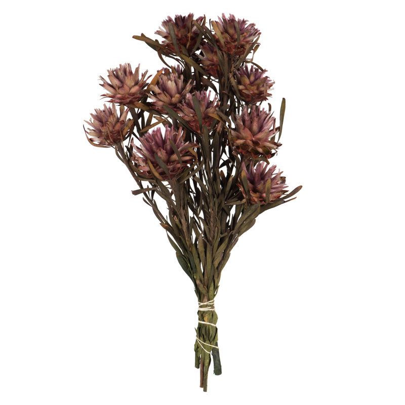 Ensemble de plumosum entièrement naturel, pré 8 "à 20", paquet préservé, Mauve