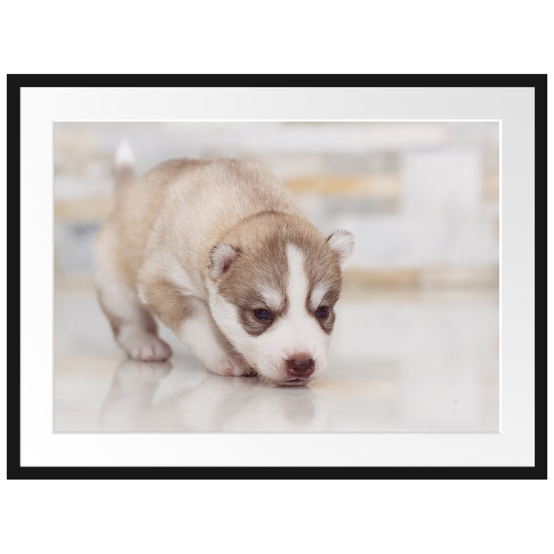 Gerahmter Fotodruck "Husky-Welpe