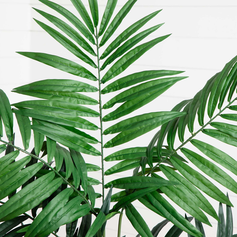 Bulb Areca Silk Tree