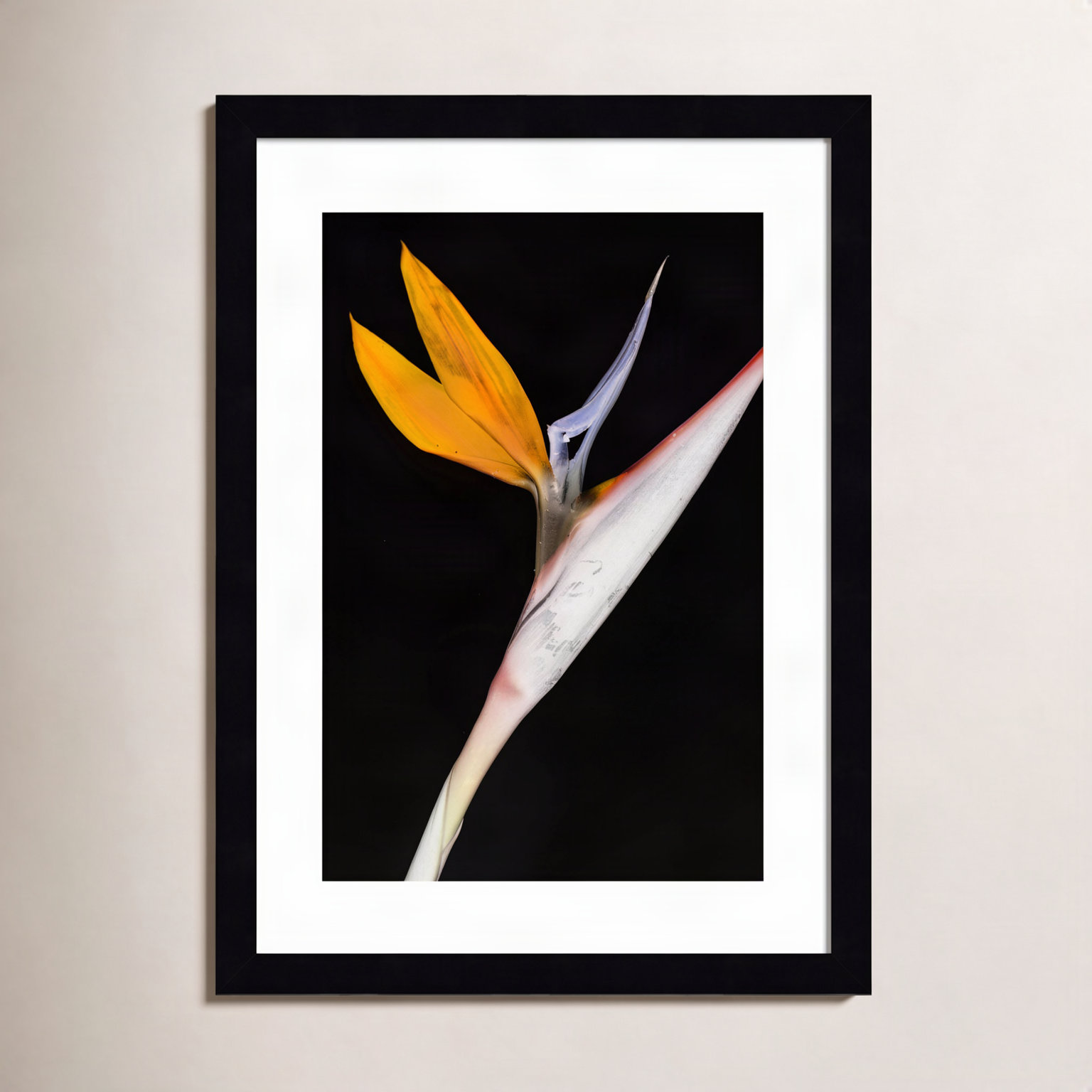 Olcott "Bird of Paradise" Print, Black, 17" H x 13" W