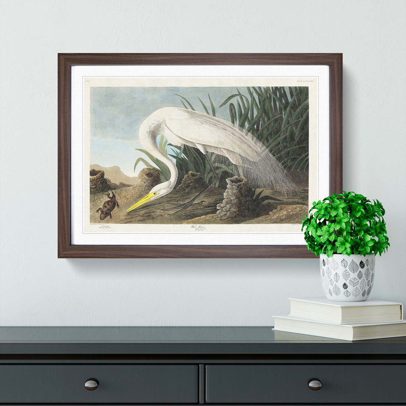 White Heron by John Audubon - Picture Frame Art Prints, 27cm H x 36cm W x 2cm D, Walnut Framed