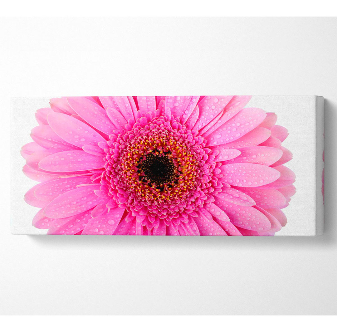 Babyrosa Tautropfen Gerbera - Leinwand Kunstdrucke