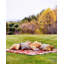 Wild Glamour Euro Pillow Cover & Insert